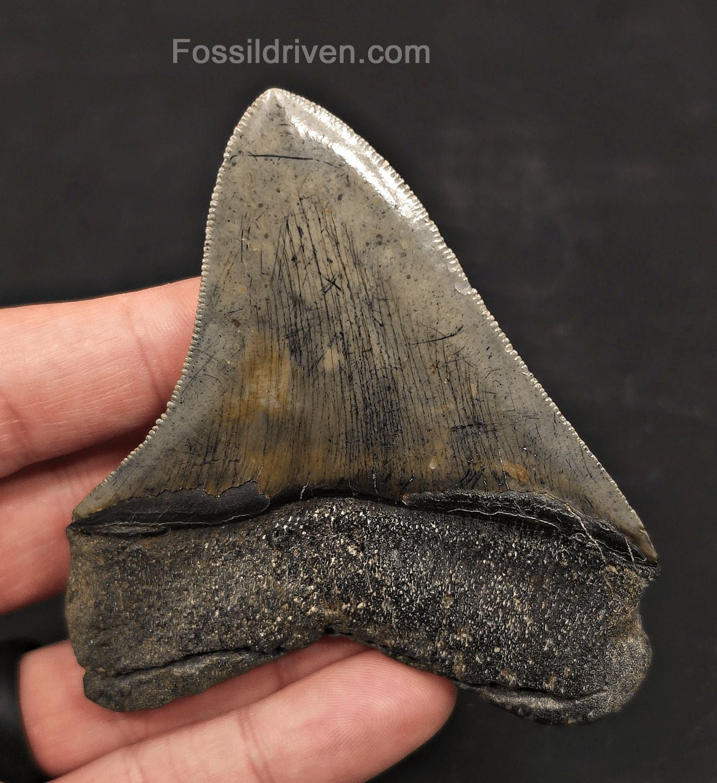 High-Quality, 3.53" Fossil Megalodon Tooth - Charleston, South Carolina - Fossil Driven
