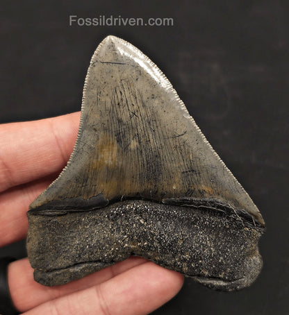 High-Quality, 3.53" Fossil Megalodon Tooth - Charleston, South Carolina - Fossil Driven