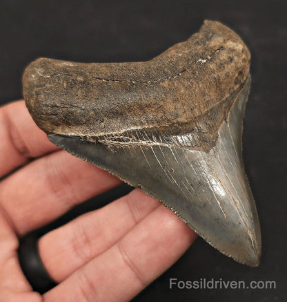 High-Quality, 3.54" Fossil Megalodon Tooth - Charleston, South Carolina - Fossil Driven