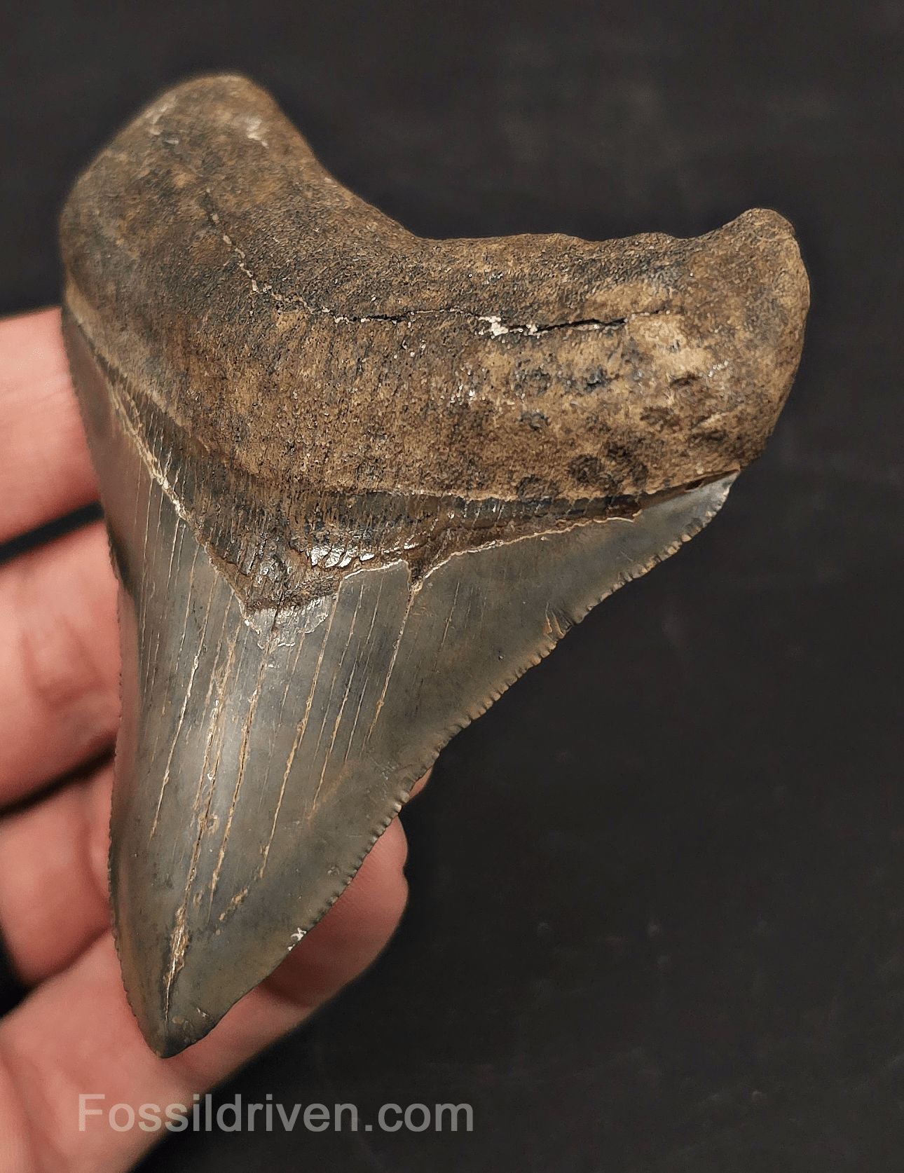 High-Quality, 3.54" Fossil Megalodon Tooth - Charleston, South Carolina - Fossil Driven