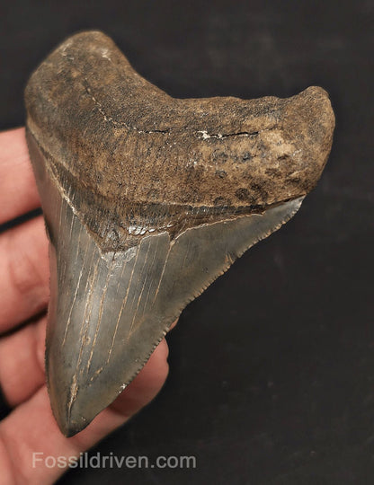 High-Quality, 3.54" Fossil Megalodon Tooth - Charleston, South Carolina - Fossil Driven