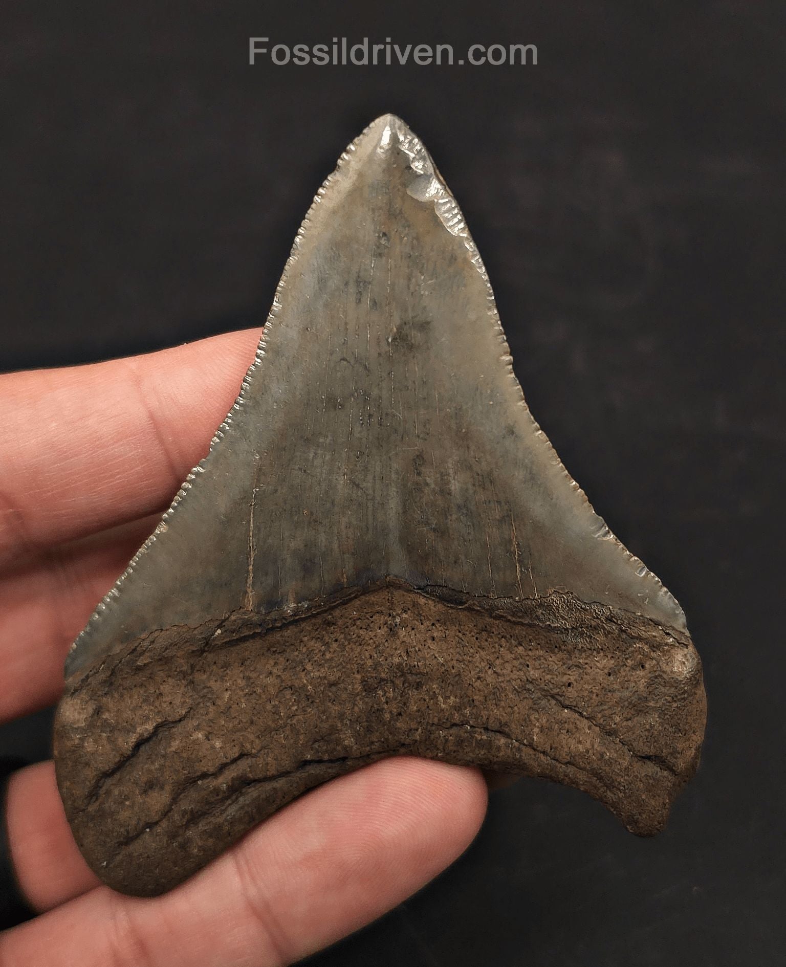 High-Quality, 3.54" Fossil Megalodon Tooth - Charleston, South Carolina - Fossil Driven