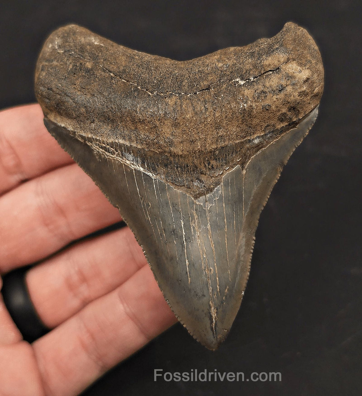 High-Quality, 3.54" Fossil Megalodon Tooth - Charleston, South Carolina - Fossil Driven