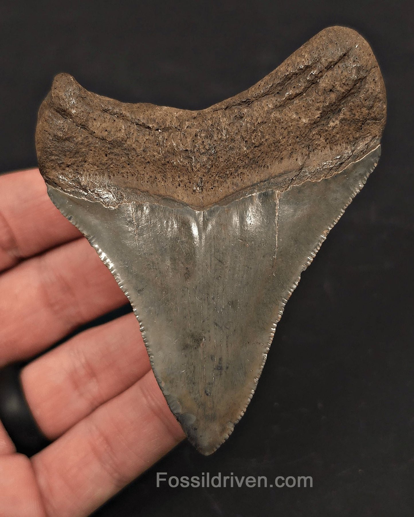 High-Quality, 3.54" Fossil Megalodon Tooth - Charleston, South Carolina - Fossil Driven