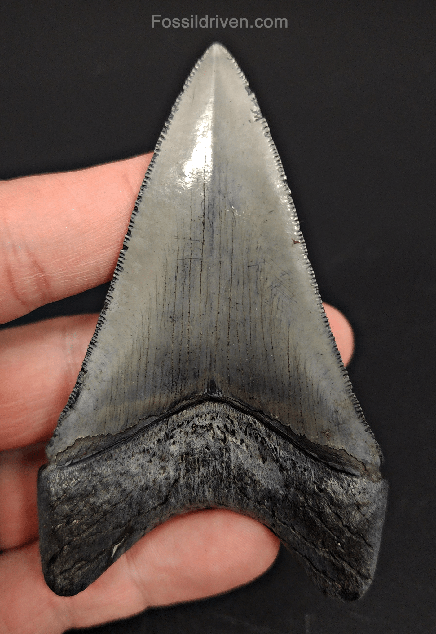 High Quality, 3.58" Fossil Megalodon Tooth - Venice, Florida - Fossil Driven