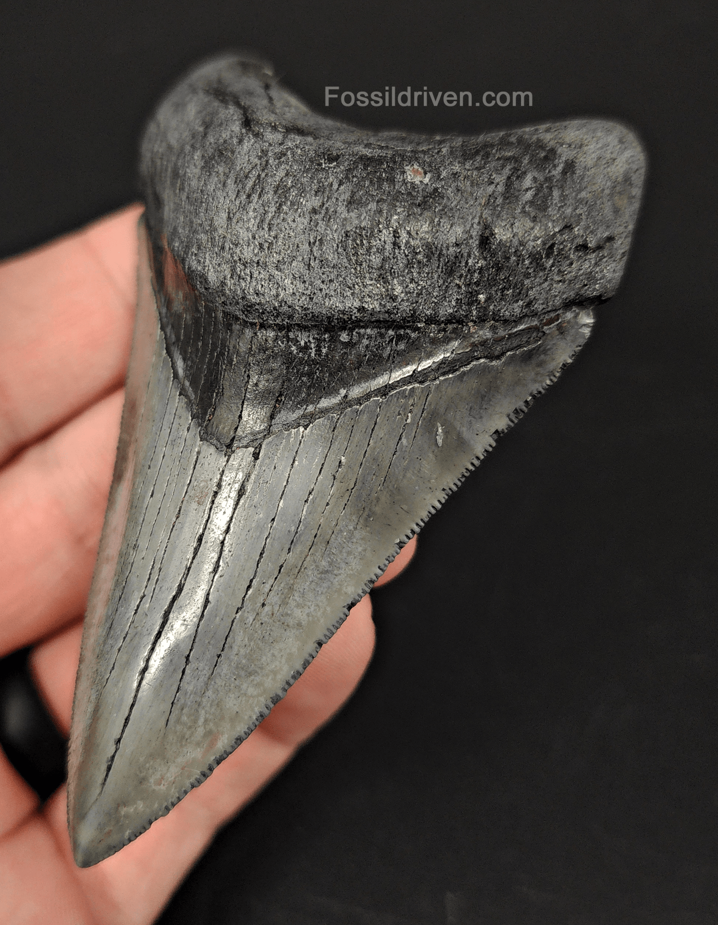 High Quality, 3.58" Fossil Megalodon Tooth - Venice, Florida - Fossil Driven