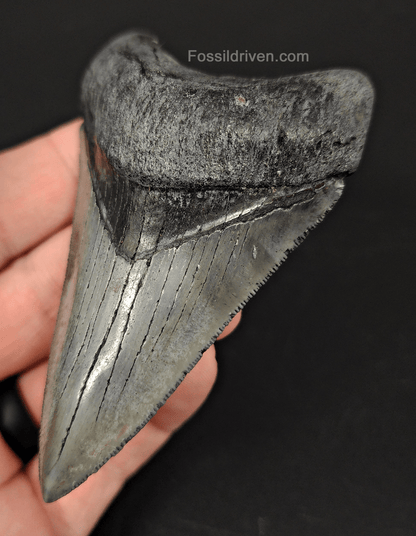 High Quality, 3.58" Fossil Megalodon Tooth - Venice, Florida - Fossil Driven