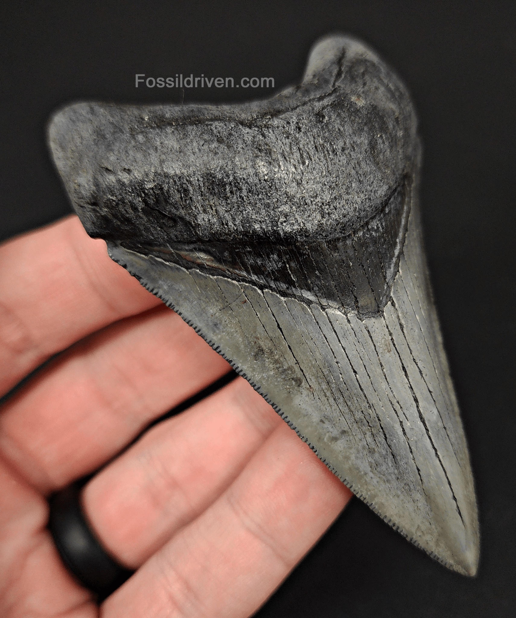 High Quality, 3.58" Fossil Megalodon Tooth - Venice, Florida - Fossil Driven