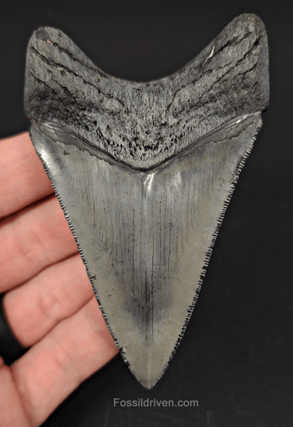 High Quality, 3.58" Fossil Megalodon Tooth - Venice, Florida - Fossil Driven