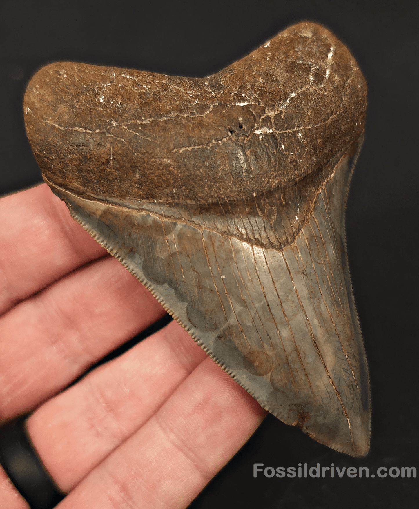 High - Quality 3.61" Megalodon Tooth - Georgia - Real Fossil Shark Tooth - Fossil Driven