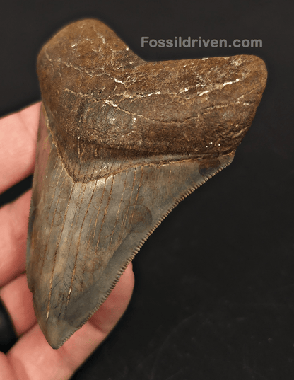 High - Quality 3.61" Megalodon Tooth - Georgia - Real Fossil Shark Tooth - Fossil Driven