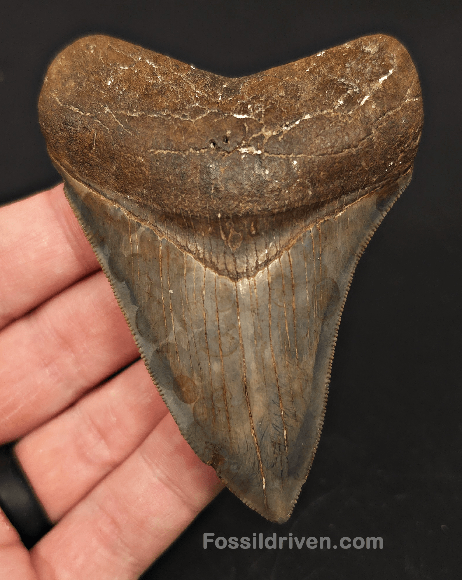 High - Quality 3.61" Megalodon Tooth - Georgia - Real Fossil Shark Tooth - Fossil Driven