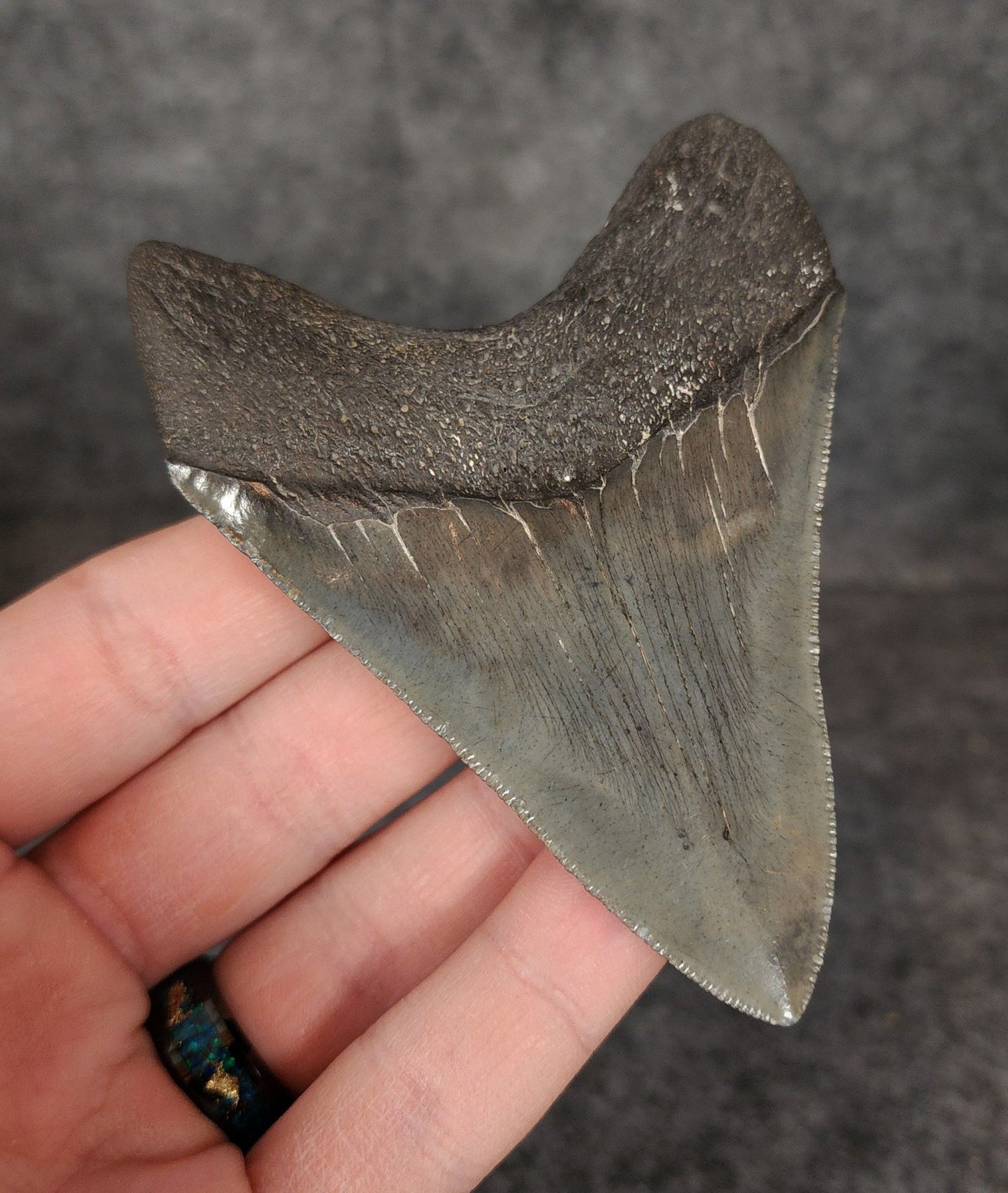 High Quality, 3.68" Fossil Megalodon Tooth - South Carolina - Fossil Driven