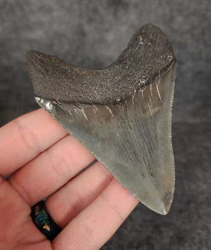 High Quality, 3.68" Fossil Megalodon Tooth - South Carolina - Fossil Driven