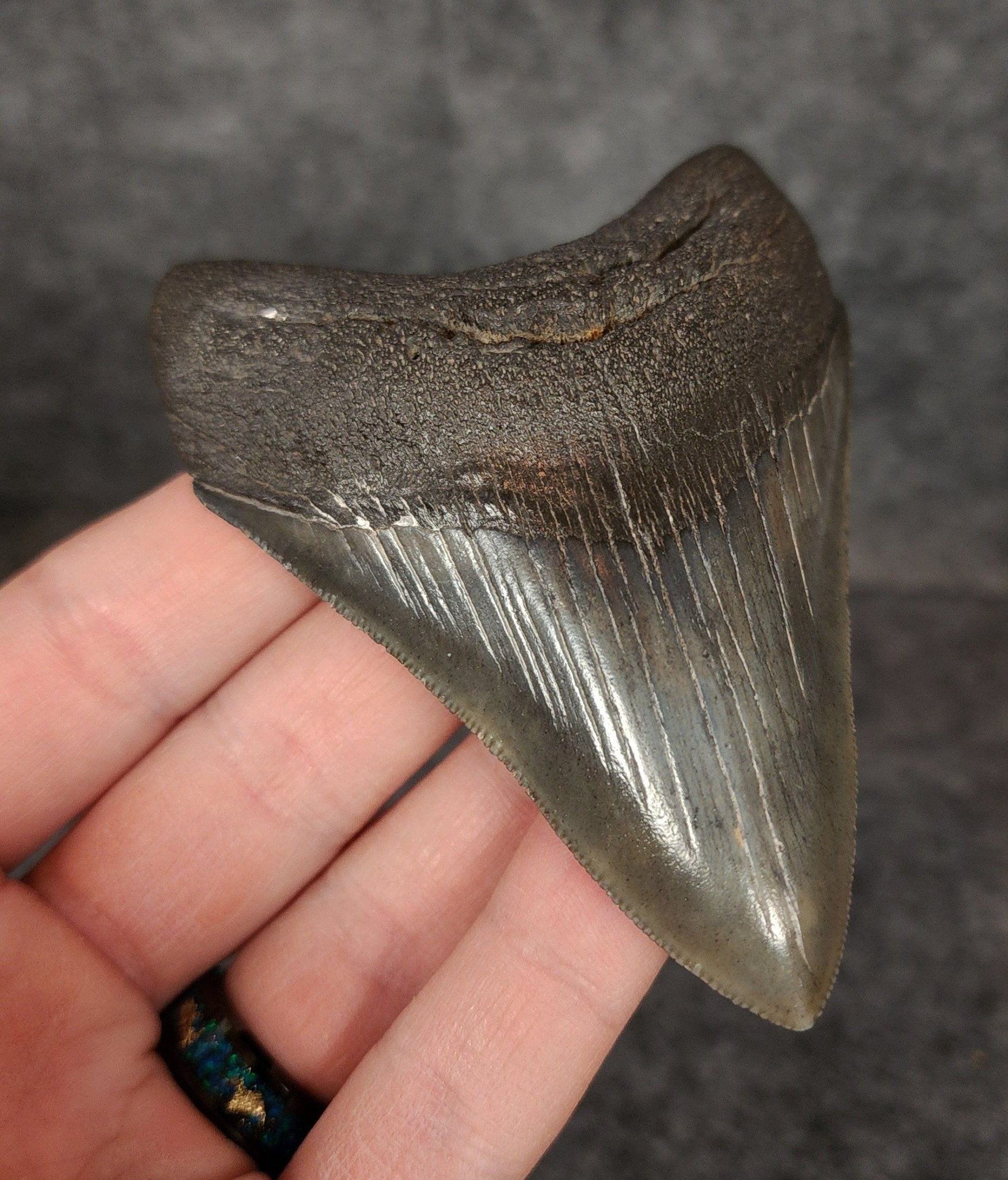High Quality, 3.68" Fossil Megalodon Tooth - South Carolina - Fossil Driven