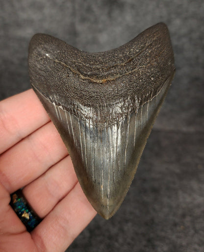 High Quality, 3.68" Fossil Megalodon Tooth - South Carolina - Fossil Driven