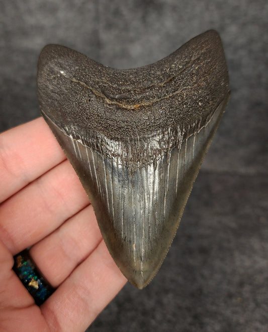High Quality, 3.68" Fossil Megalodon Tooth - South Carolina - Fossil Driven