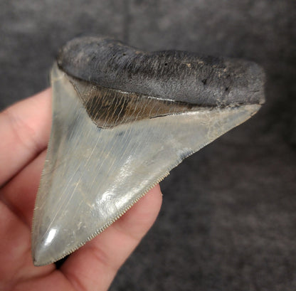 High Quality, 3.81" Fossil Megalodon Tooth - Venice, Florida - Fossil Driven