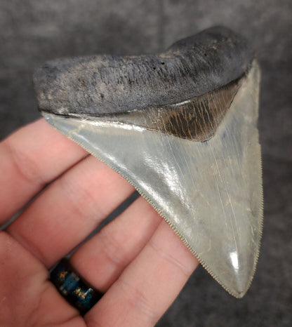 High Quality, 3.81" Fossil Megalodon Tooth - Venice, Florida - Fossil Driven