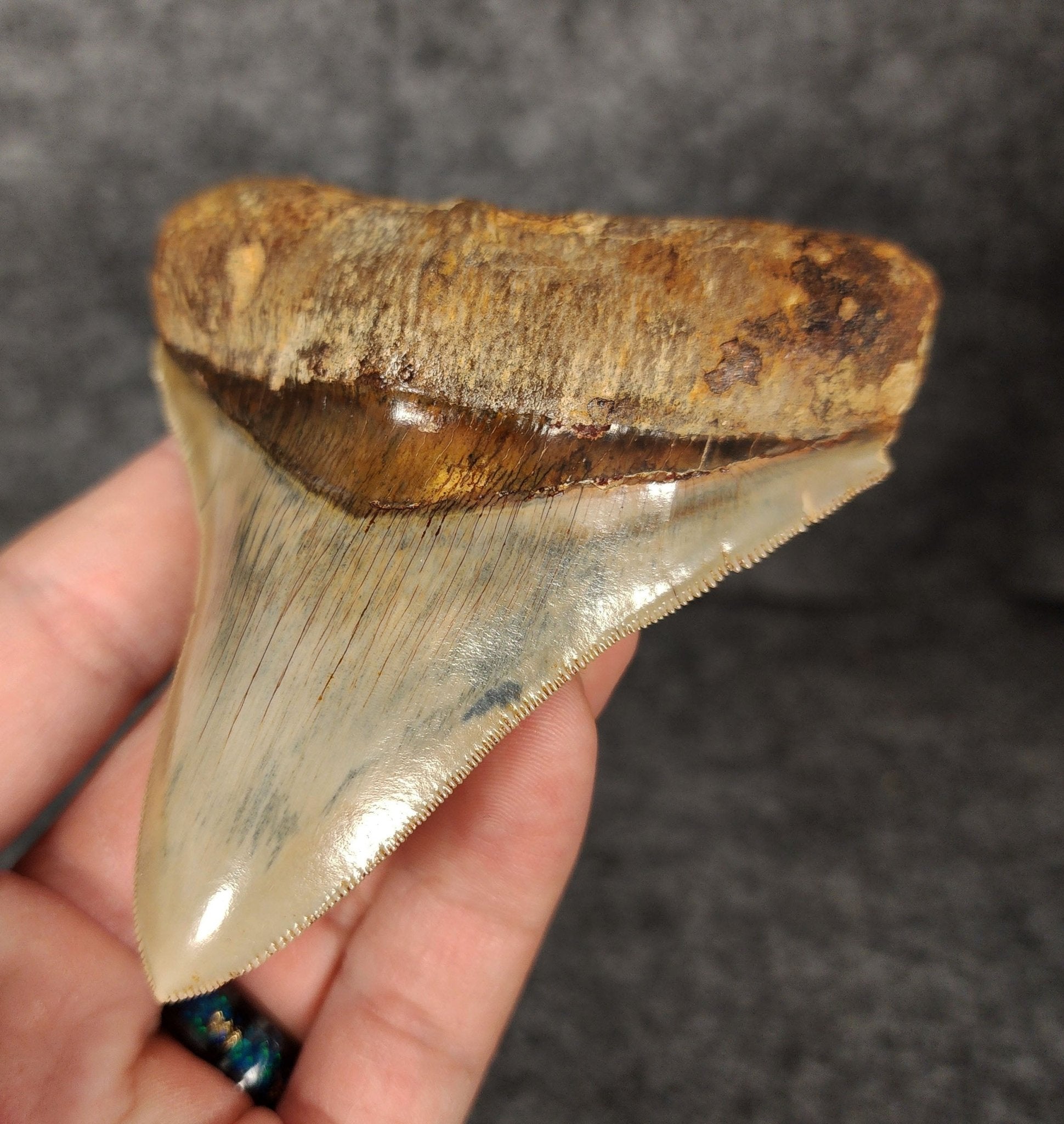 High Quality, 3.82" Fossil Megalodon Tooth - Indonesia - Fossil Driven