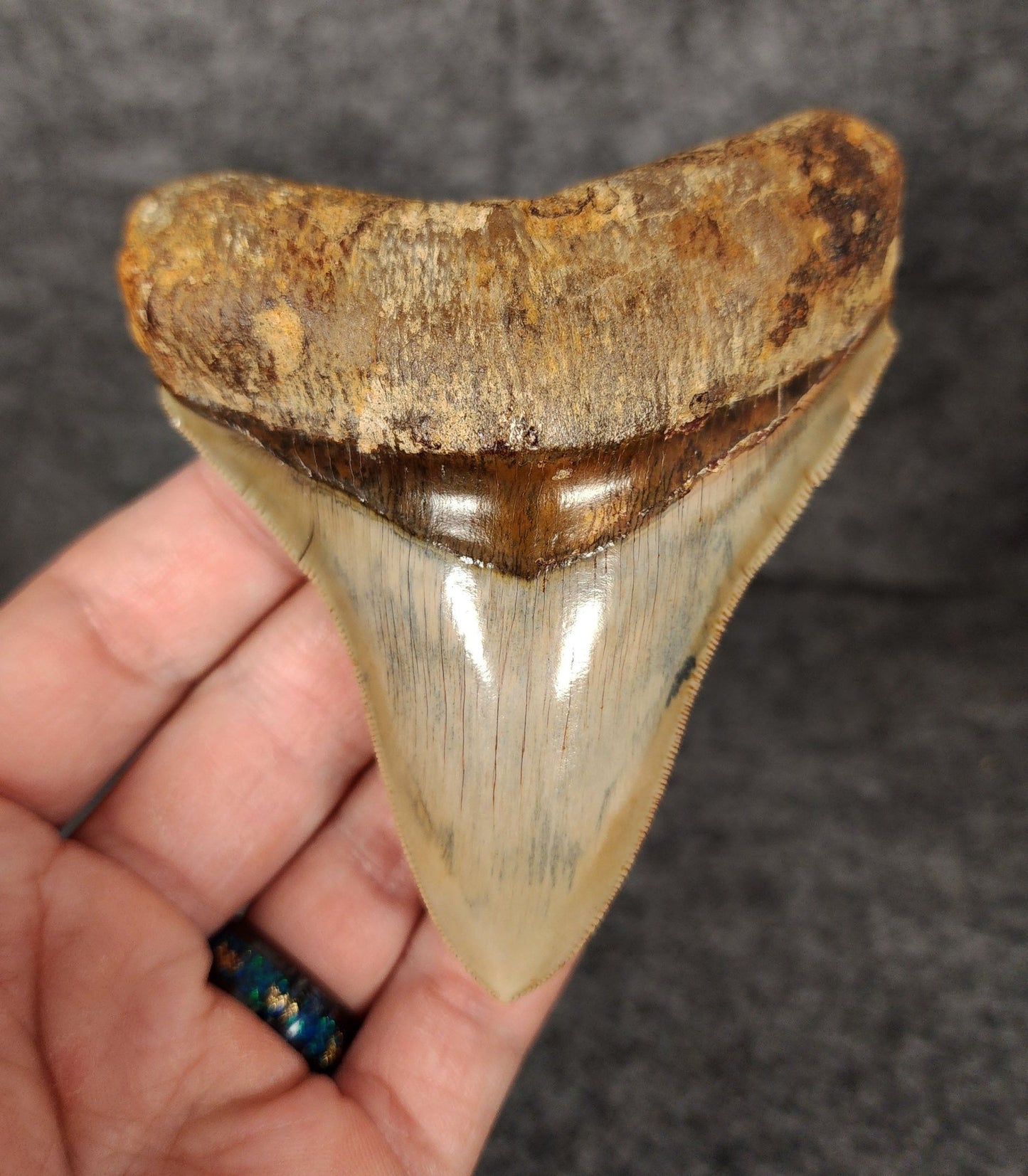 High Quality, 3.82" Fossil Megalodon Tooth - Indonesia - Fossil Driven