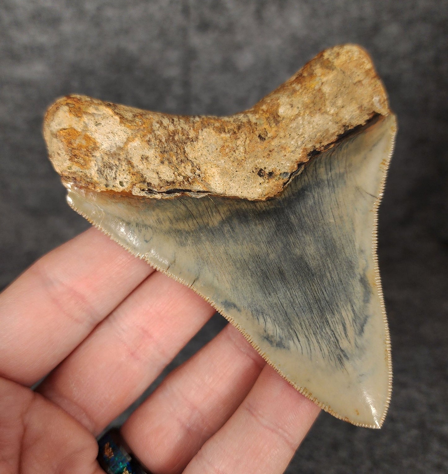 High Quality, 3.82" Fossil Megalodon Tooth - Indonesia - Fossil Driven
