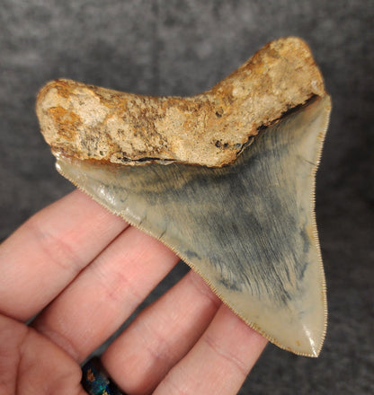 High Quality, 3.82" Fossil Megalodon Tooth - Indonesia - Fossil Driven