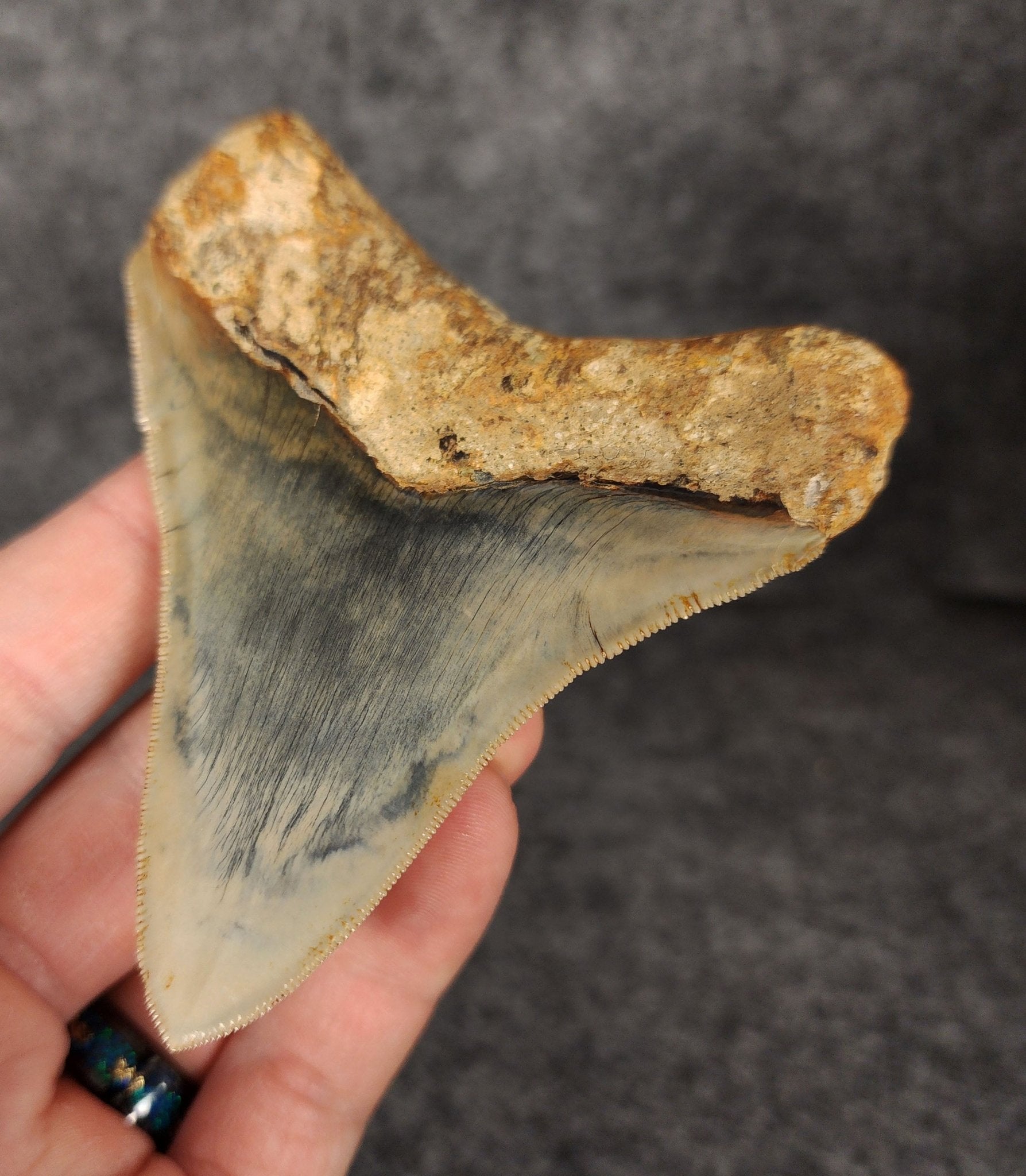 High Quality, 3.82" Fossil Megalodon Tooth - Indonesia - Fossil Driven