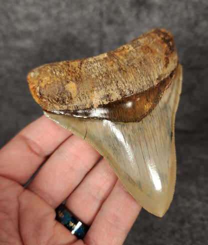 High Quality, 3.82" Fossil Megalodon Tooth - Indonesia - Fossil Driven