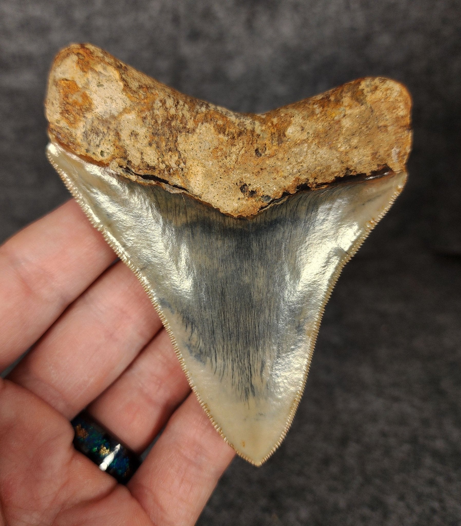 High Quality, 3.82" Fossil Megalodon Tooth - Indonesia - Fossil Driven