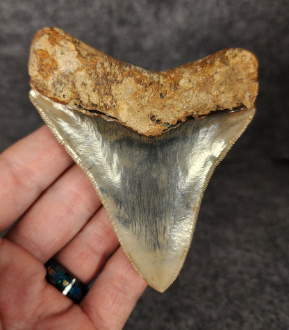 High Quality, 3.82" Fossil Megalodon Tooth - Indonesia - Fossil Driven