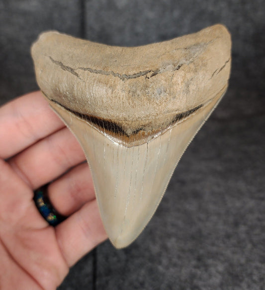 High Quality, 3.82" Fossil Megalodon Tooth - Lee Creek - Fossil Driven