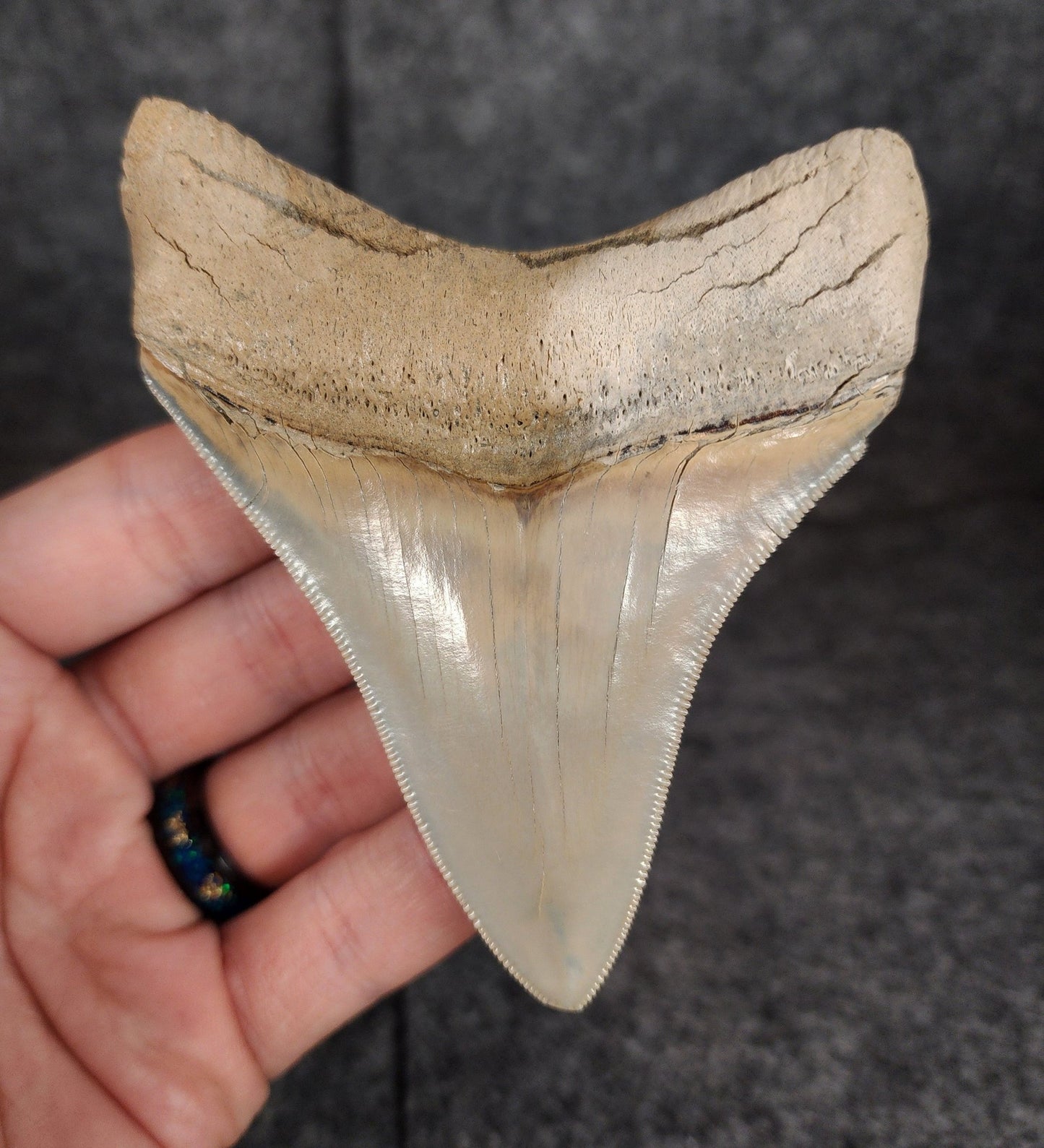 High Quality, 3.82" Fossil Megalodon Tooth - Lee Creek - Fossil Driven