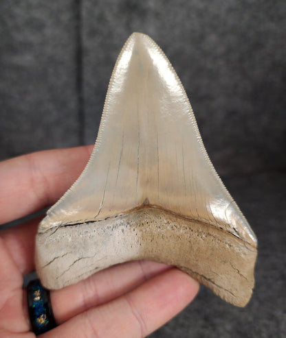 High Quality, 3.82" Fossil Megalodon Tooth - Lee Creek - Fossil Driven