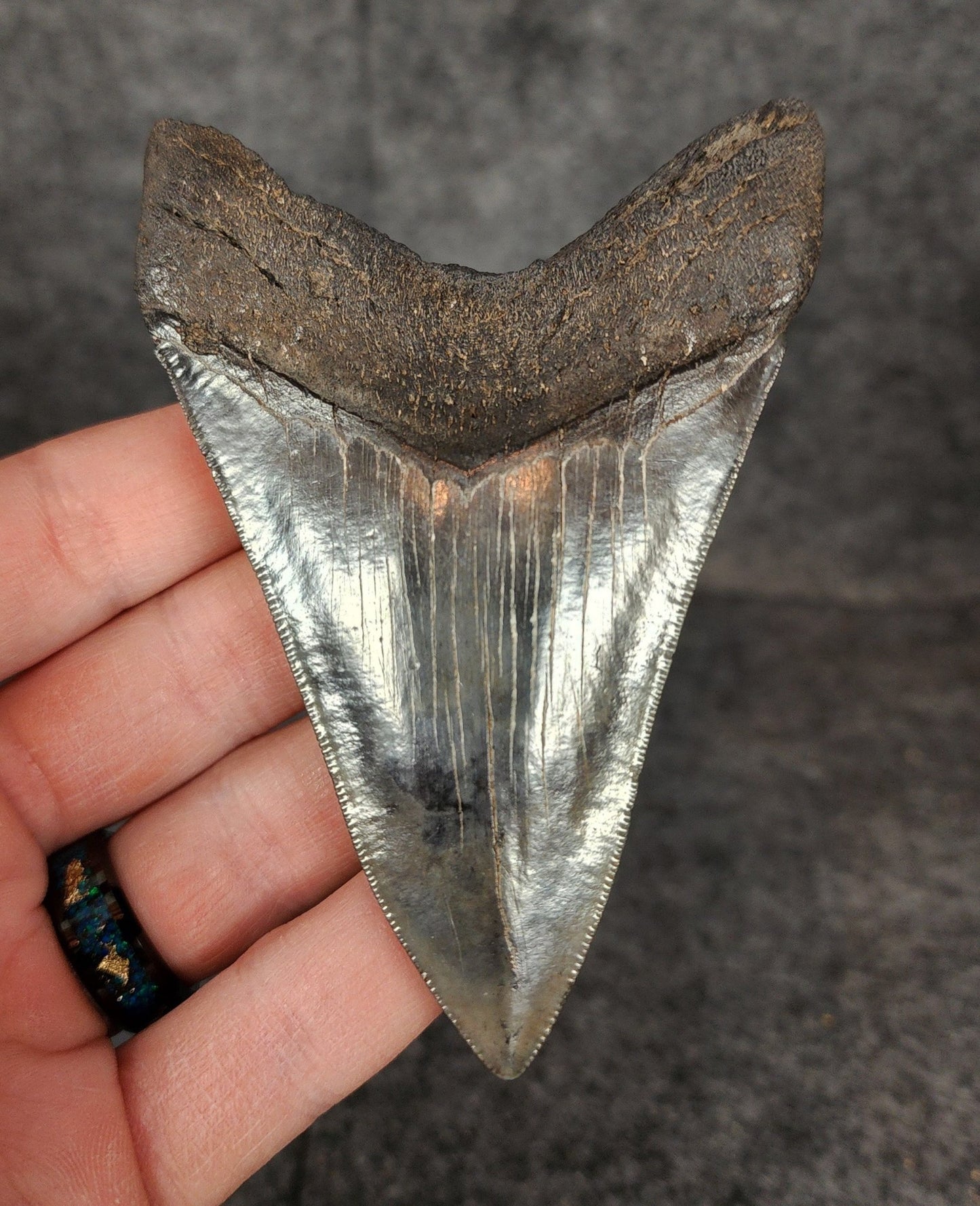 High Quality, 3.91" Fossil Megalodon Tooth - South Carolina - Fossil Driven