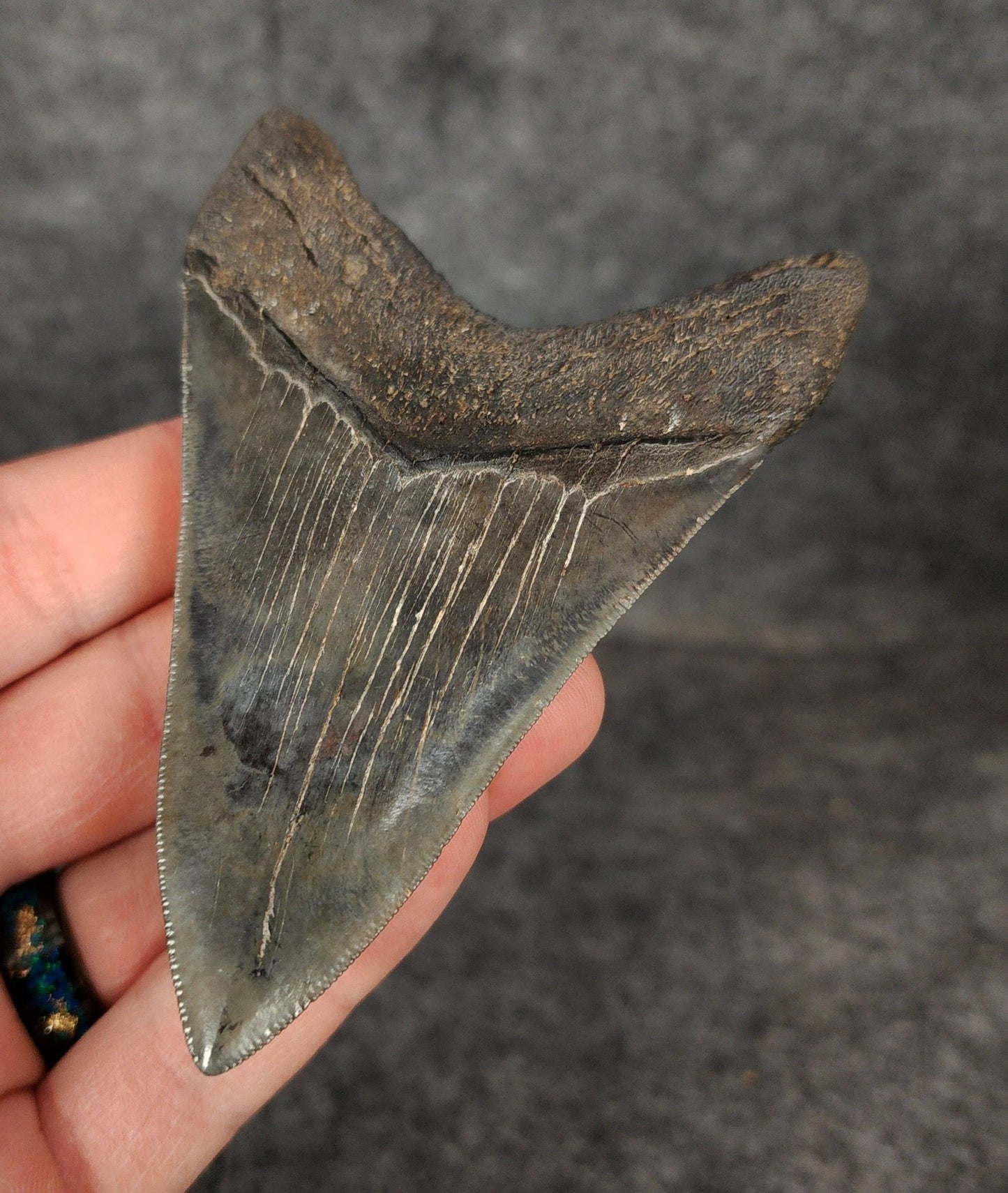 High Quality, 3.91" Fossil Megalodon Tooth - South Carolina - Fossil Driven