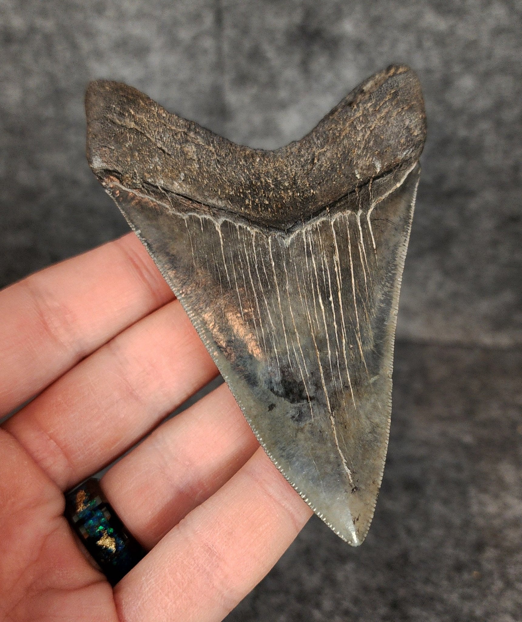 High Quality, 3.91" Fossil Megalodon Tooth - South Carolina - Fossil Driven