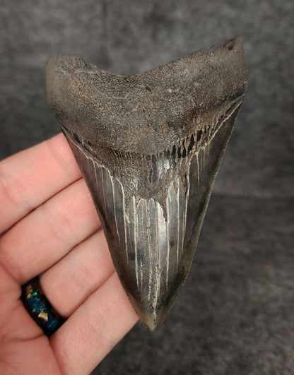 High Quality, 3.91" Fossil Megalodon Tooth - South Carolina - Fossil Driven
