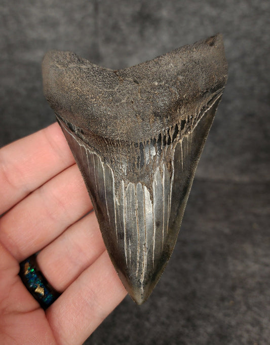 High Quality, 3.91" Fossil Megalodon Tooth - South Carolina - Fossil Driven