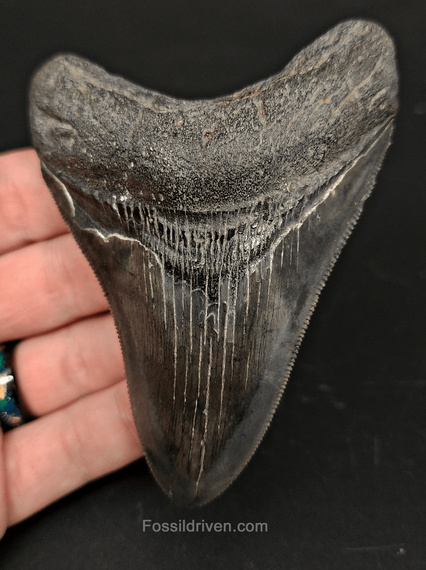 High - Quality 3.96" Megalodon Tooth - South Carolina - Real Fossil Shark Tooth - Fossil Driven