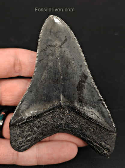 High - Quality 3.96" Megalodon Tooth - South Carolina - Real Fossil Shark Tooth - Fossil Driven