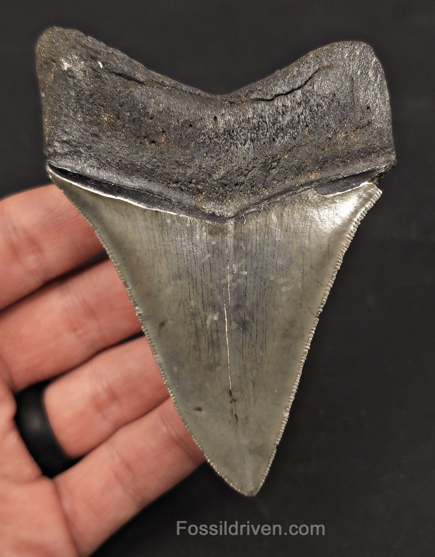 High-Quality, 3.97" Fossil Megalodon Tooth - Charleston, South Carolina - Fossil Driven
