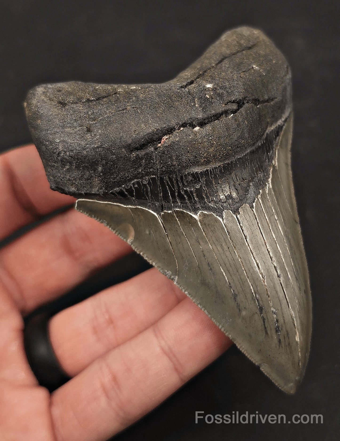 High-Quality, 3.97" Fossil Megalodon Tooth - Charleston, South Carolina - Fossil Driven