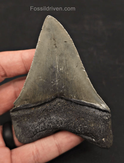 High-Quality, 3.97" Fossil Megalodon Tooth - Charleston, South Carolina - Fossil Driven