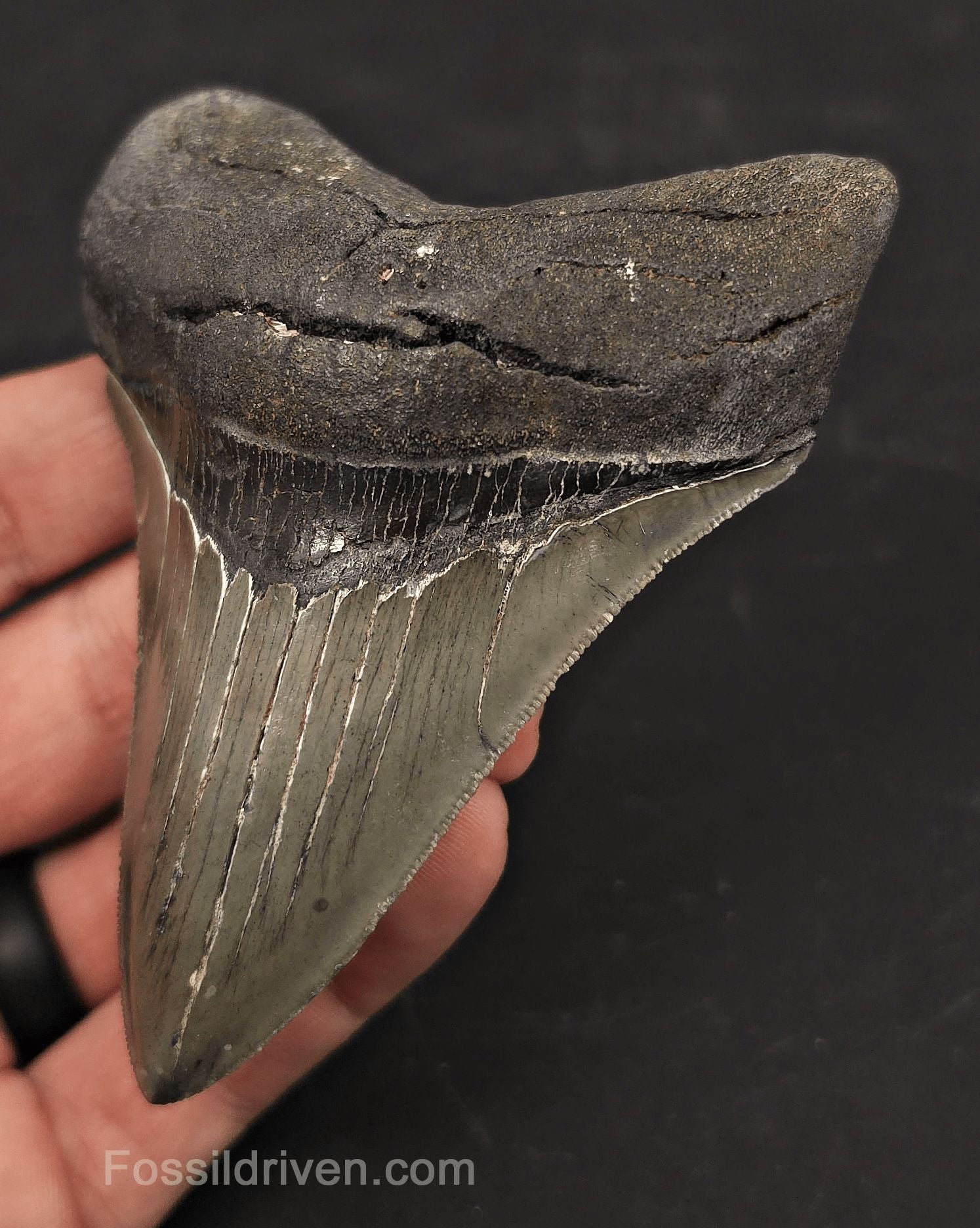 High-Quality, 3.97" Fossil Megalodon Tooth - Charleston, South Carolina - Fossil Driven