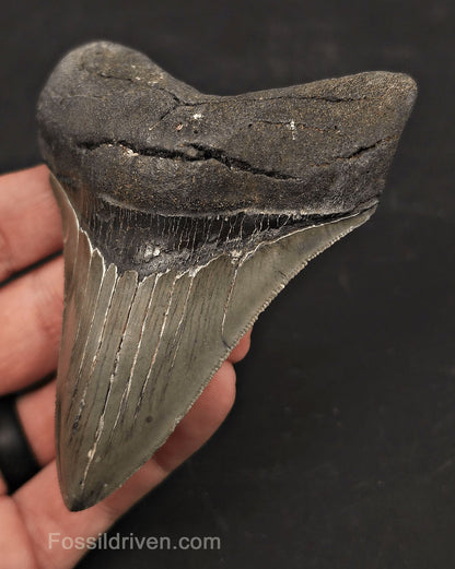 High-Quality, 3.97" Fossil Megalodon Tooth - Charleston, South Carolina - Fossil Driven