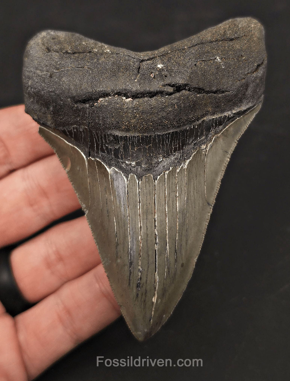High-Quality, 3.97" Fossil Megalodon Tooth - Charleston, South Carolina - Fossil Driven