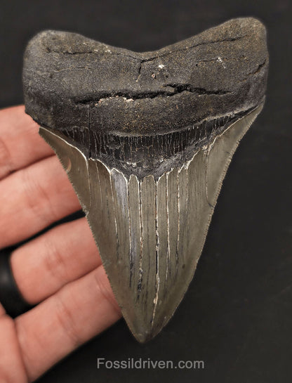 High-Quality, 3.97" Fossil Megalodon Tooth - Charleston, South Carolina - Fossil Driven