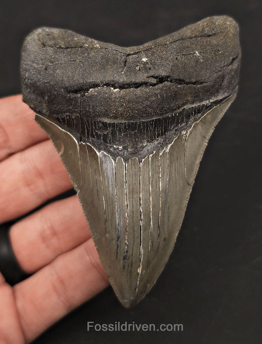 High-Quality, 3.97" Fossil Megalodon Tooth - Charleston, South Carolina - Fossil Driven