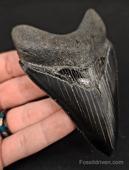 High - Quality 4.00" Megalodon Tooth - South Carolina - Real Fossil Shark Tooth - Fossil Driven